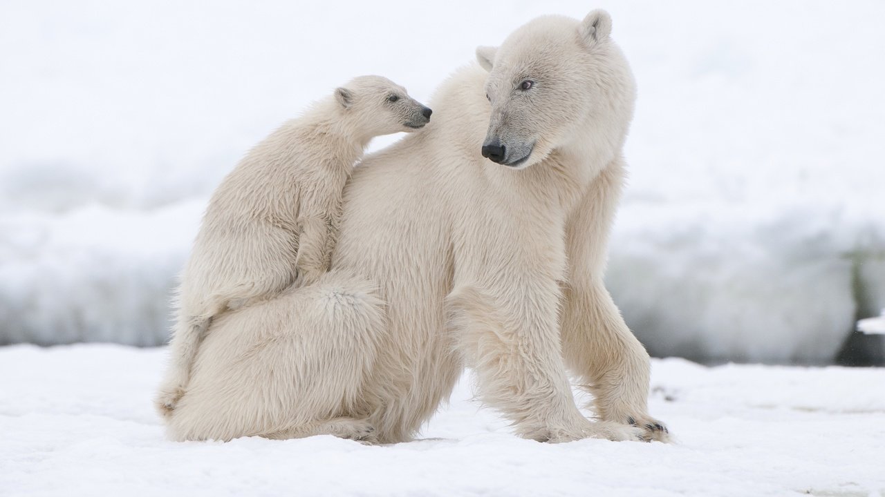 Обои животные, полярный медведь, медведи, белый медведь, animals, polar bear, bears разрешение 2880x1913 Загрузить