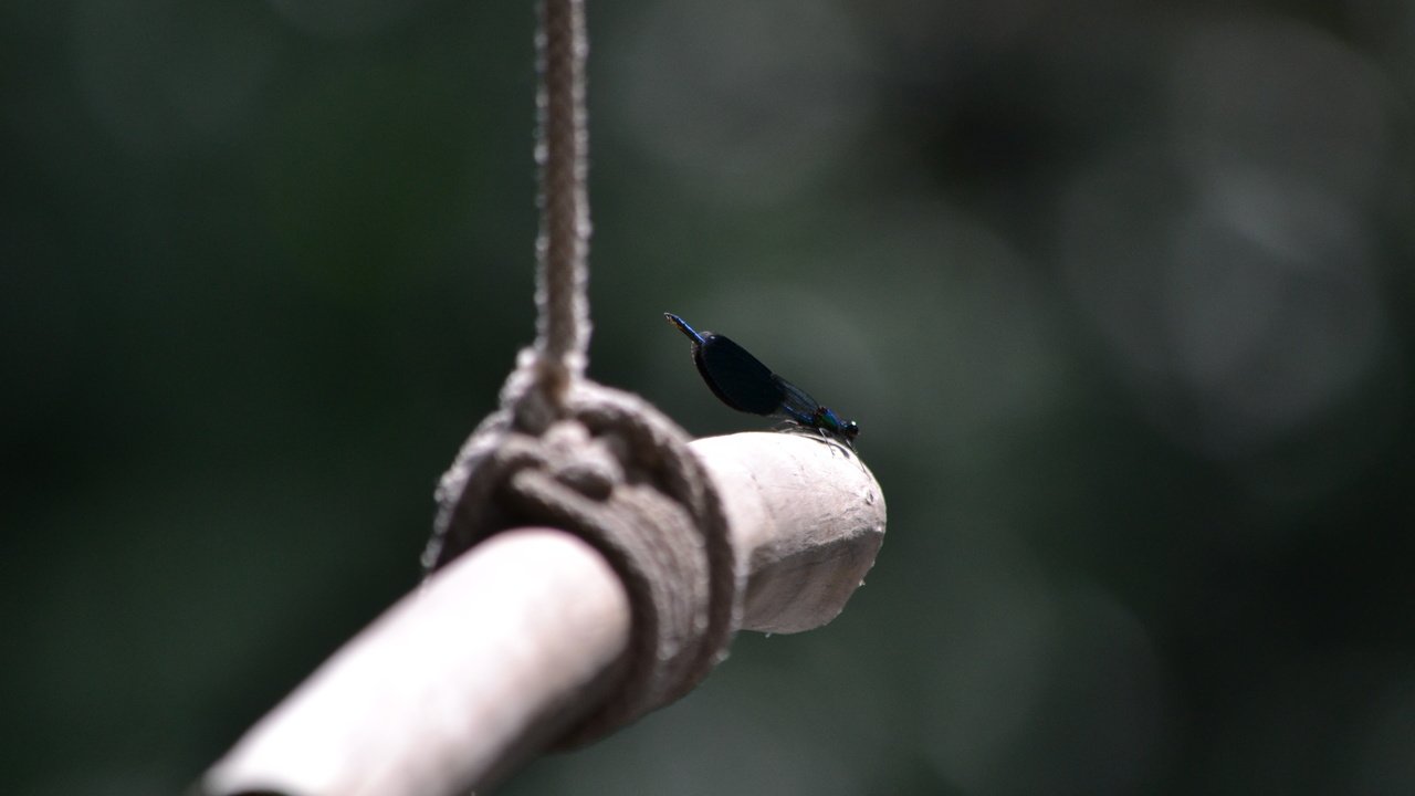 Обои макро, насекомое, стрекоза, тарзанка, macro, insect, dragonfly, bungee разрешение 4608x3072 Загрузить