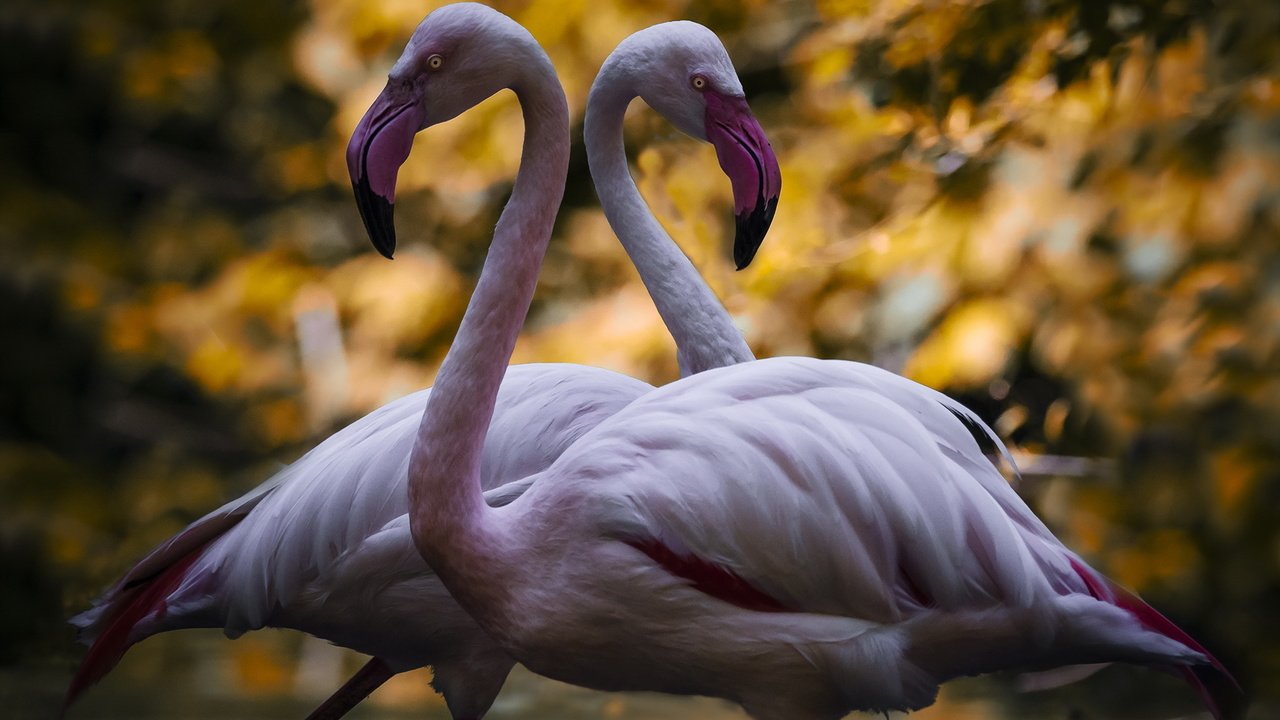 Обои фламинго, птицы, пара, flamingo, birds, pair разрешение 1920x1200 Загрузить