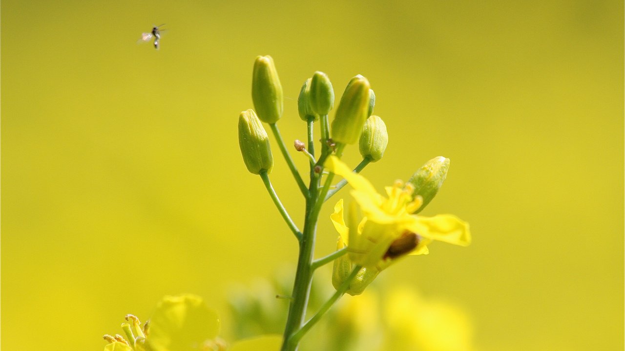 Обои цветы, насекомое, растение, рапс, flowers, insect, plant, rape разрешение 2048x1365 Загрузить