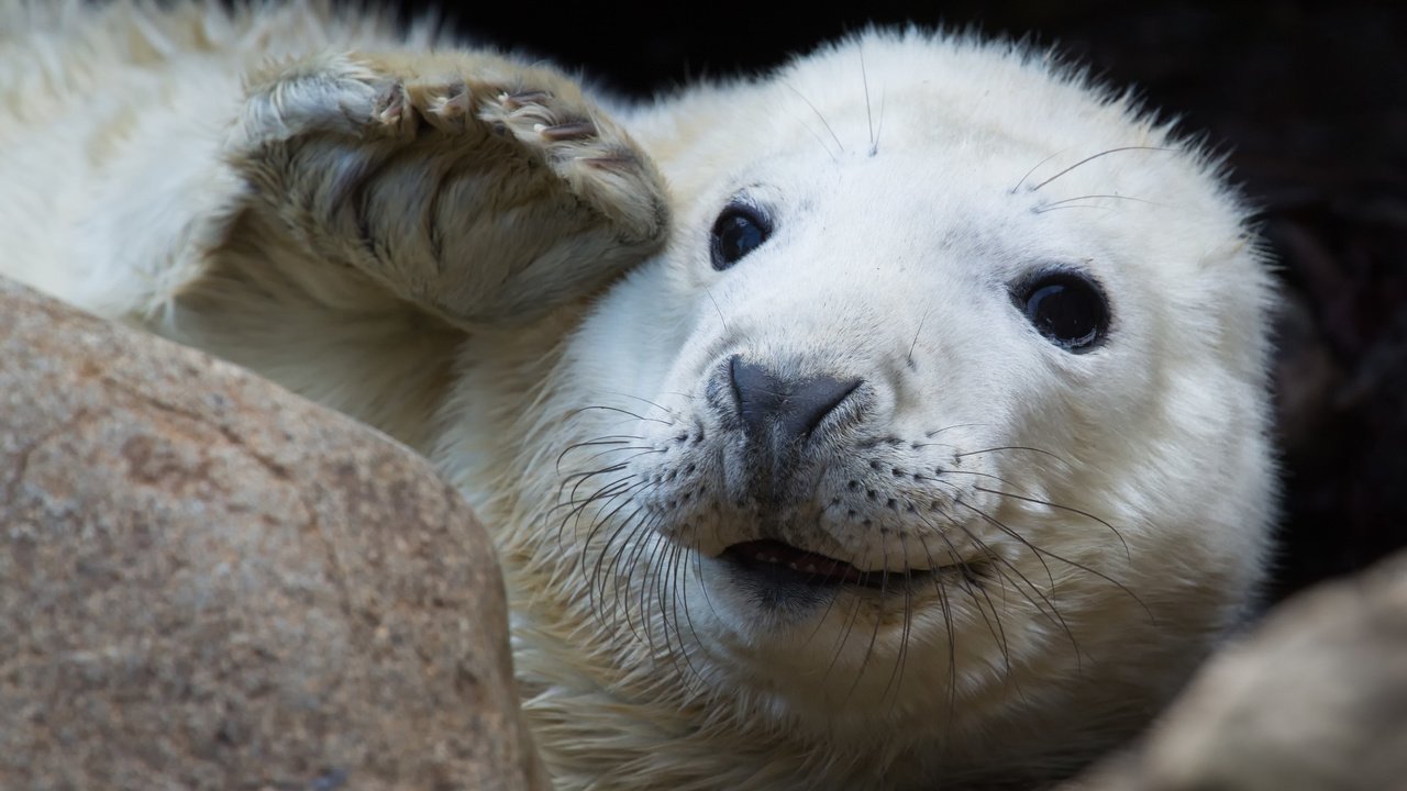 Обои усы, взгляд, тюлень, морской котик, mustache, look, seal, navy seal разрешение 4707x3137 Загрузить