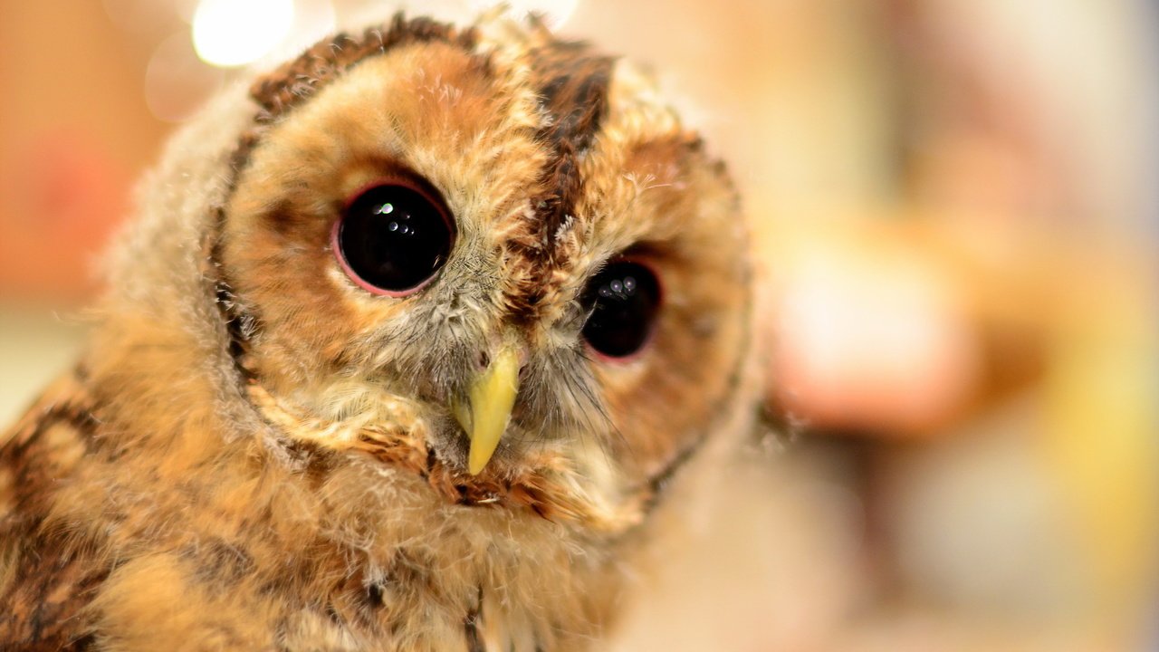 Обои сова, природа, фон, клюв, совенок, owl, nature, background, beak, owlet разрешение 2048x1356 Загрузить