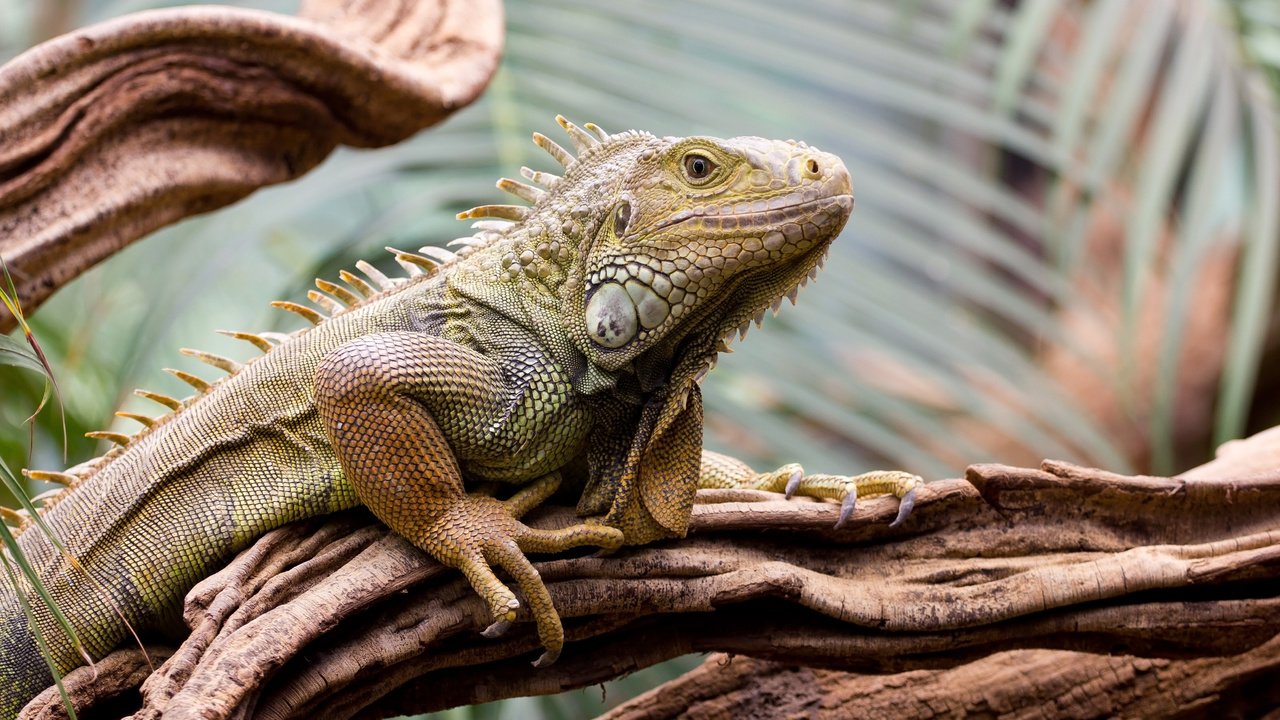 Обои дерево, ящерица, рептилия, игуана, пресмыкающиеся, tree, lizard, reptile, iguana, reptiles разрешение 4200x2800 Загрузить