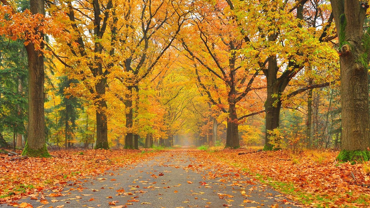 Обои дорога, деревья, пейзаж, парк, осень, осенние листья, road, trees, landscape, park, autumn, autumn leaves разрешение 2800x1824 Загрузить