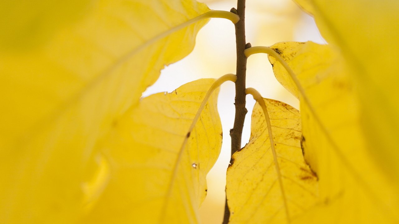 Обои природа, листья, осень, жёлтая, желтые, осен,  листья, nature, leaves, autumn, yellow разрешение 1920x1200 Загрузить