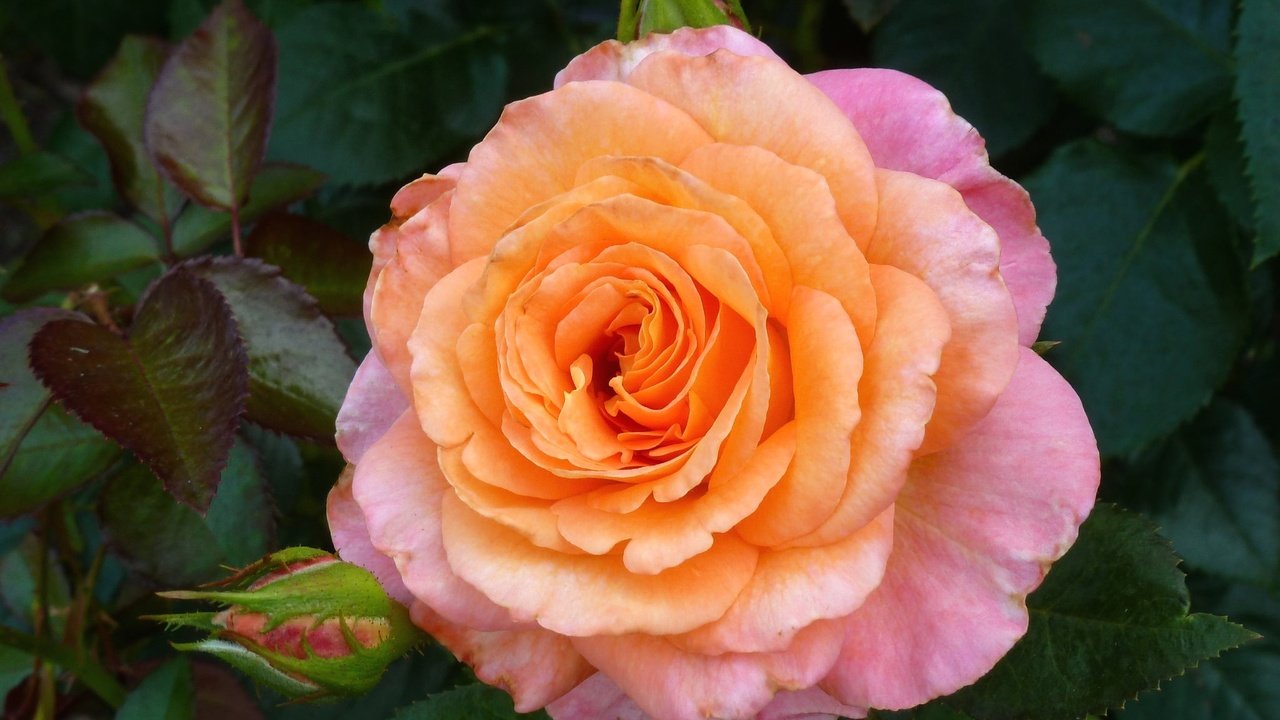 Обои макро, роза, лепестки, розовый, macro, rose, petals, pink разрешение 2048x1413 Загрузить