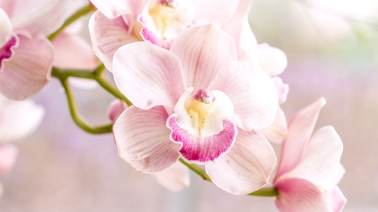 Обои розовый, нежность, орхидея, pink, tenderness, orchid разрешение 1920x1280 Загрузить