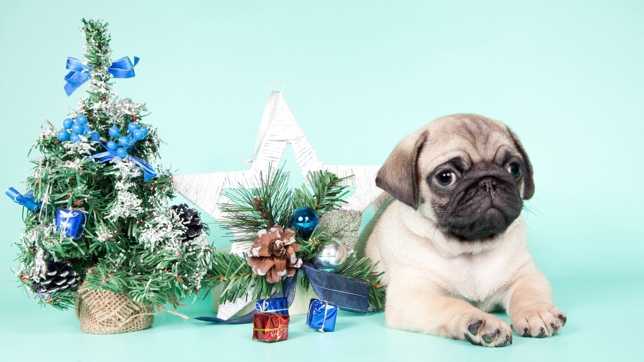 Обои новый год, елка, щенок, мопс, new year, tree, puppy, pug разрешение 3200x1938 Загрузить