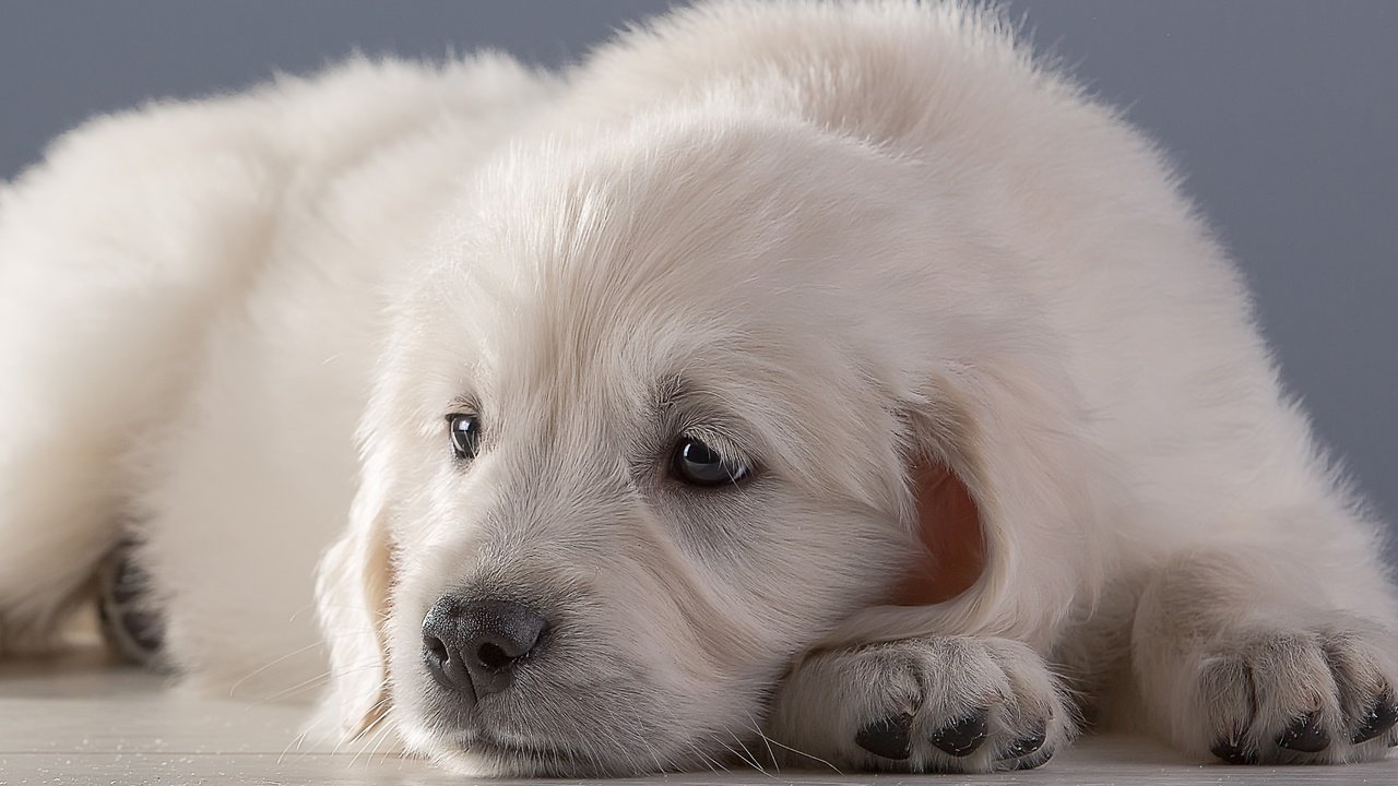 Обои белый, щенок, ретривер, white, puppy, retriever разрешение 2100x1269 Загрузить