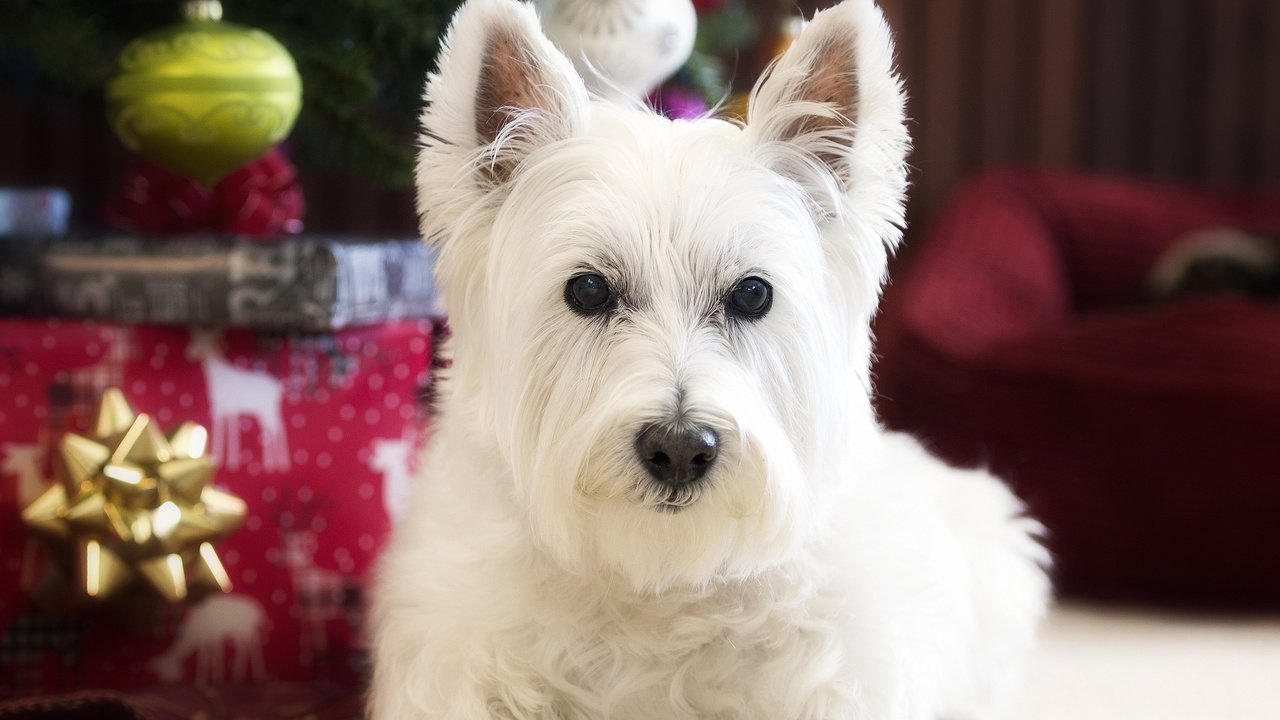 Обои взгляд, собака, вест-хайленд-уайт-терьер, look, dog, the west highland white terrier разрешение 2048x1479 Загрузить