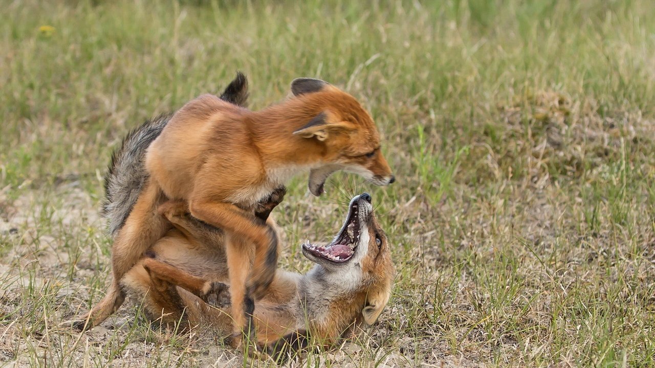 Обои трава, природа, фон, лиса, лисица, лисы, grass, nature, background, fox разрешение 1920x1180 Загрузить