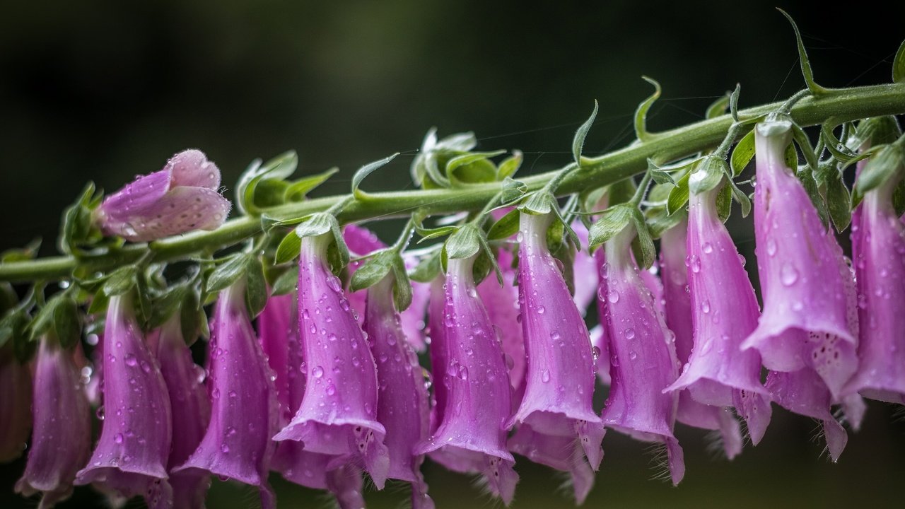 Обои цветы, макро, капли, дигиталис, наперстянка, flowers, macro, drops, digitalis разрешение 2048x1537 Загрузить