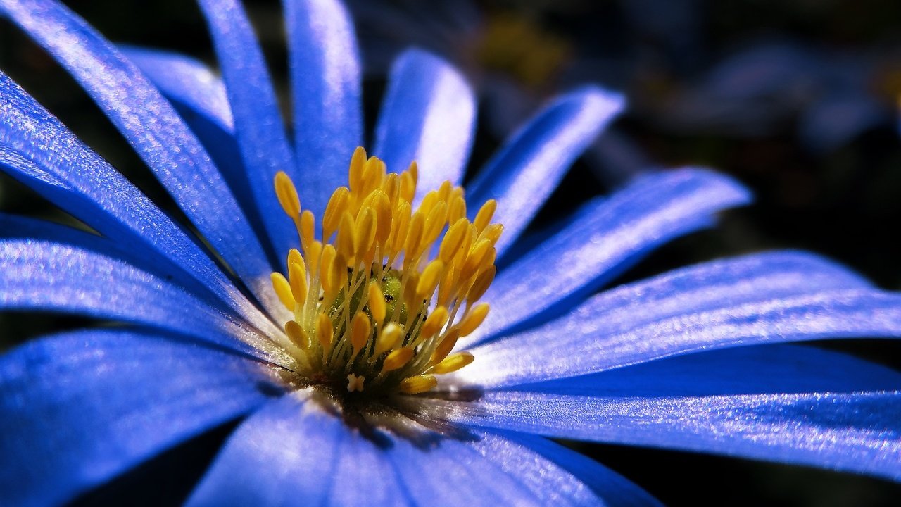 Обои макро, синий, цветок, лепестки, весна, анемон, macro, blue, flower, petals, spring, anemone разрешение 1920x1352 Загрузить