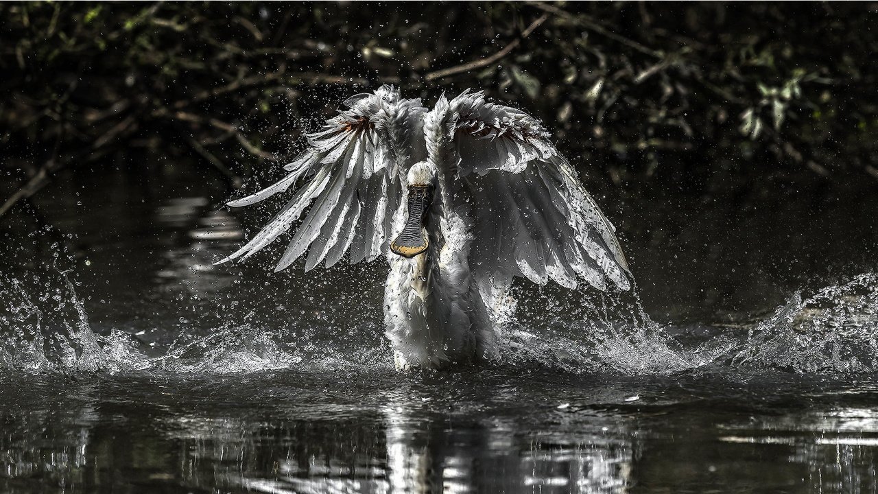 Обои вода, чёрно-белое, крылья, птица, колпица, water, black and white, wings, bird, spoonbill разрешение 2047x1100 Загрузить