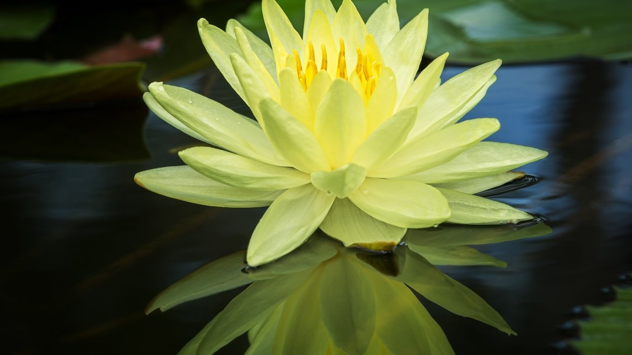 Обои вода, отражение, жёлтая, кувшинка, нимфея, водяная лилия, water, reflection, yellow, lily, nymphaeum, water lily разрешение 2048x1351 Загрузить