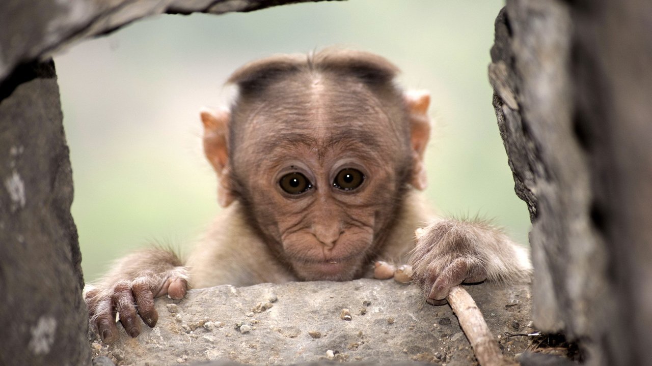 Обои фон, взгляд, обезьяна, примат, макака, background, look, monkey, the primacy of разрешение 2047x1256 Загрузить