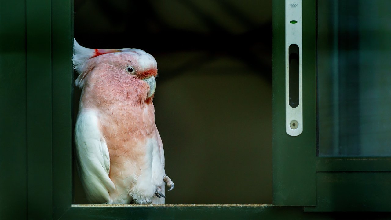 Обои птица, клюв, перья, окно, попугай, какаду, bird, beak, feathers, window, parrot, cockatoo разрешение 2048x1318 Загрузить