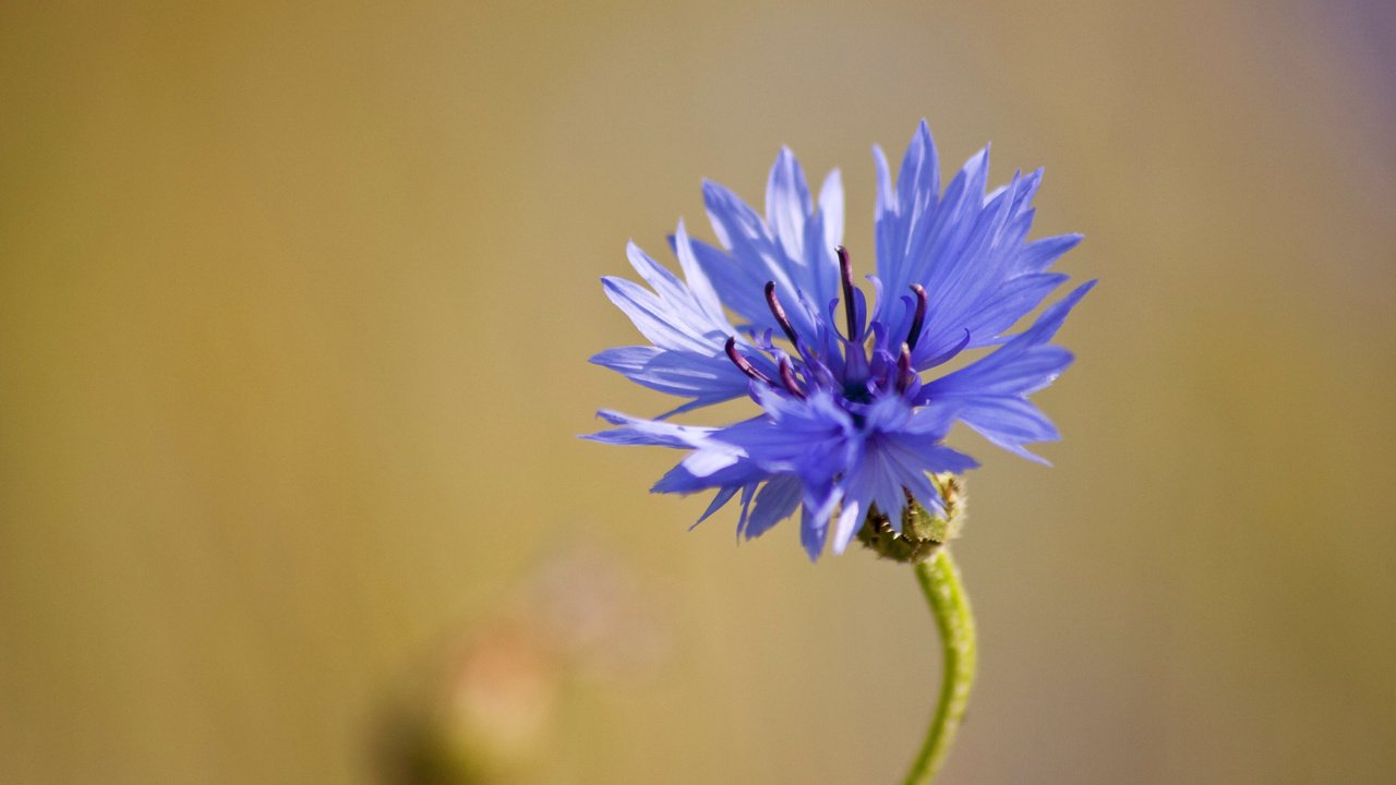 Обои макро, синий, цветок, василек, полевой, macro, blue, flower, cornflower, field разрешение 2039x1161 Загрузить