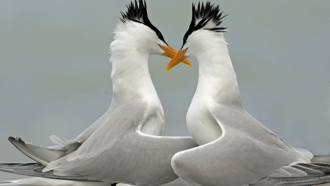 Обои крылья, птицы, клюв, перья, крачки, wings, birds, beak, feathers, terns разрешение 1920x1200 Загрузить