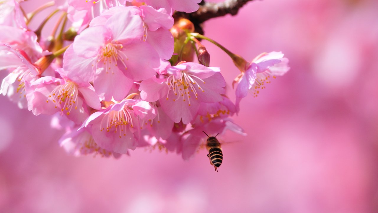 Обои цветение, макро, весна, сакура, пчела, blossom, весенние, flowering trees, flowering, macro, spring, sakura, bee разрешение 3896x2597 Загрузить