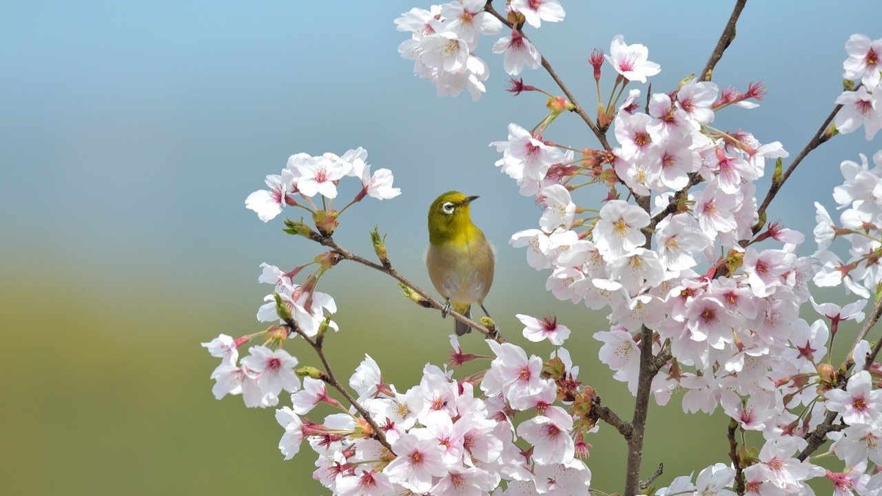 Обои ветки, птица, клюв, перья, сакура, японская, белоглазка, branches, bird, beak, feathers, sakura, japanese, white-eyed разрешение 2048x1365 Загрузить