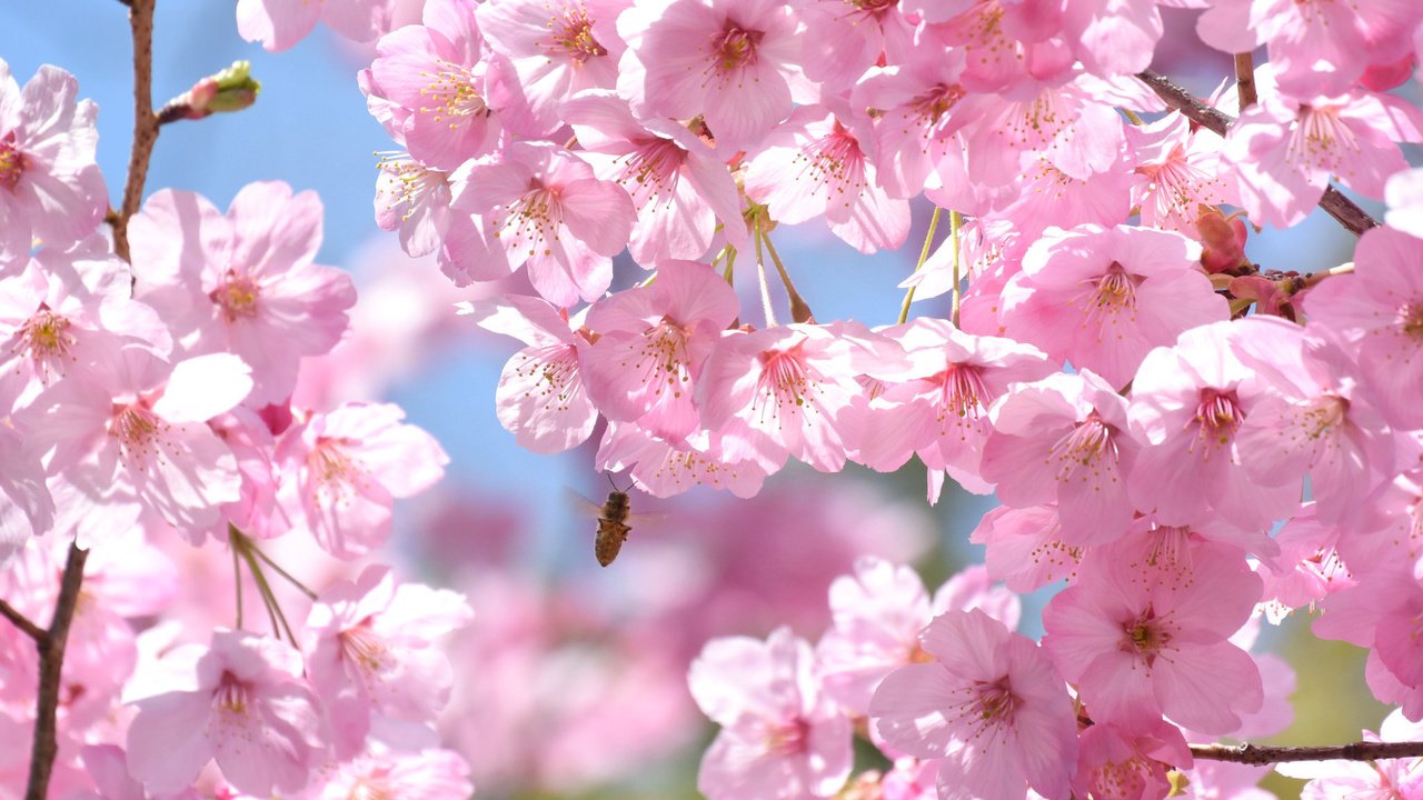 Обои дерево, насекомое, ветки, весна, розовый, вишня, сакура, пчела, tree, insect, branches, spring, pink, cherry, sakura, bee разрешение 2048x1367 Загрузить