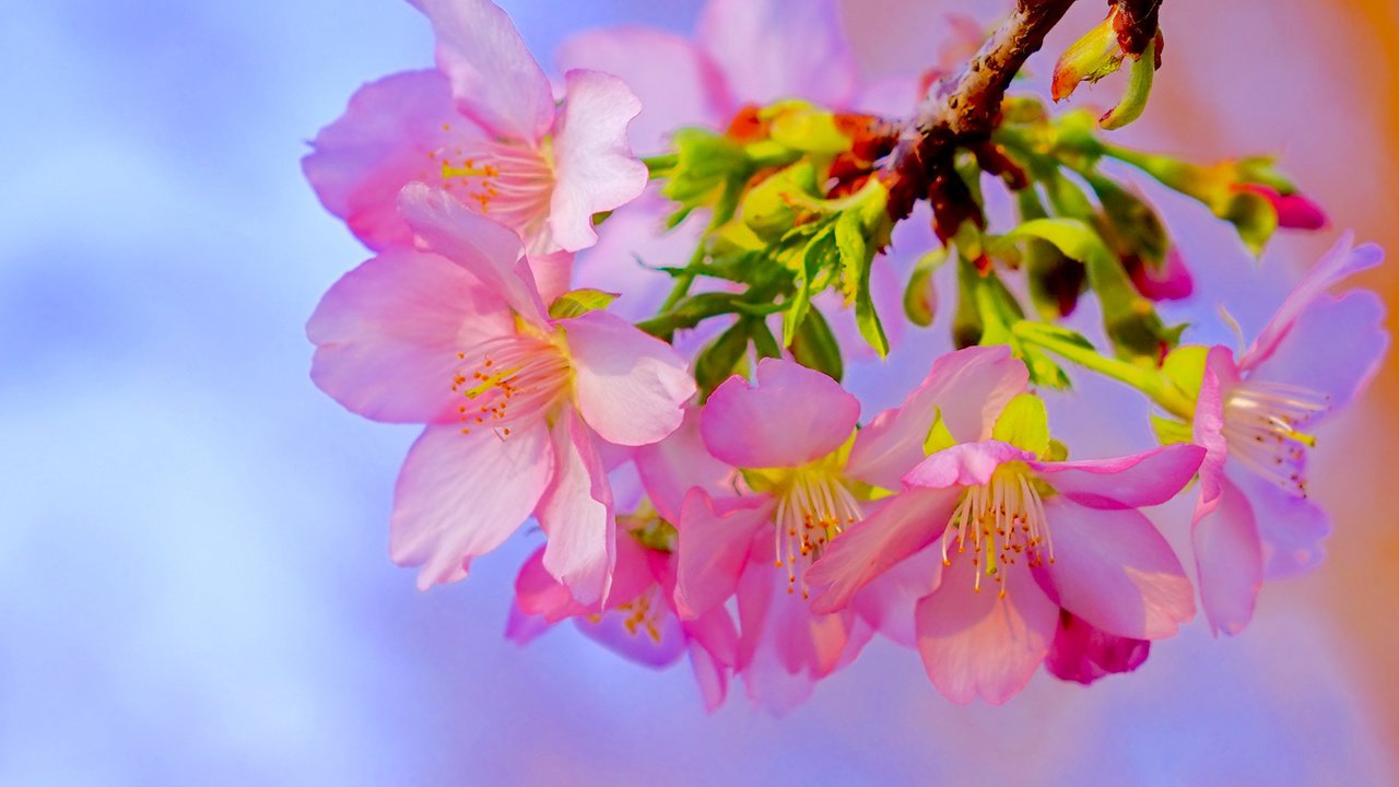 Обои ветка, цветение, макро, весна, вишня, сакура, цветки, branch, flowering, macro, spring, cherry, sakura, flowers разрешение 2319x1547 Загрузить