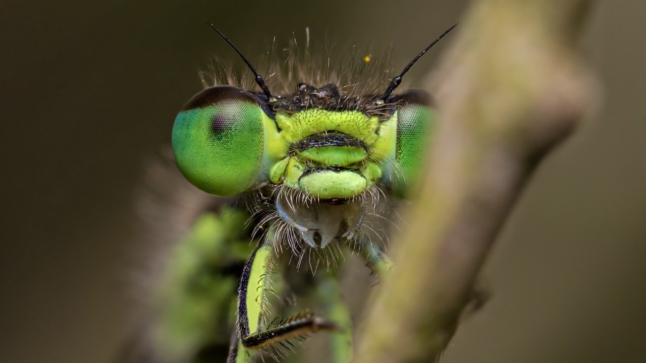 Обои глаза, природа, макро, насекомое, размытость, стрекоза, крупным планом, eyes, nature, macro, insect, blur, dragonfly, closeup разрешение 1920x1212 Загрузить