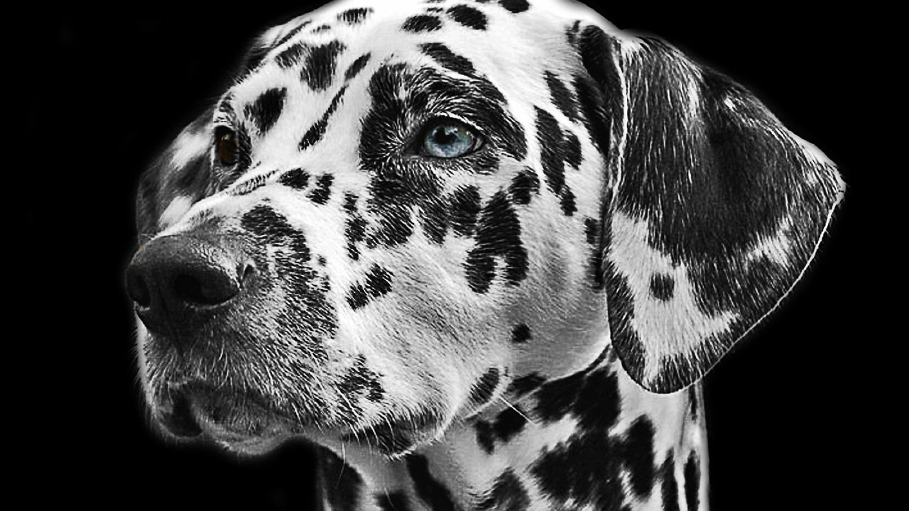 Обои чёрно-белое, собака, пятна, далматин, животное, мех, голова, далматинец, black and white, dog, spot, dalmatian, animal, fur, head, dalmatians разрешение 1920x1200 Загрузить