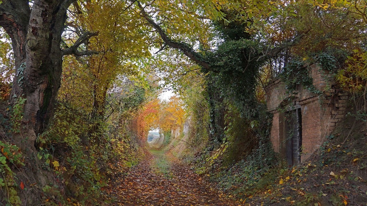 Обои деревья, way, двер, листья, осен, плющ, осень,  листья, тропинка, ruin, autumn colors, разруха, countryside, здание, двери, деревь, pathway, trees, leaves, ivy, autumn, path, devastation, the building, door разрешение 2048x1170 Загрузить