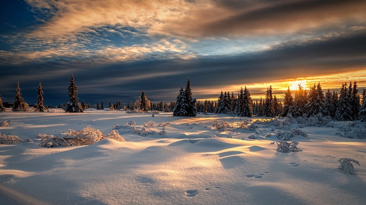 Обои снег, лес, закат, зима, норвегия, норвегии, лиллехаммер, snow, forest, sunset, winter, norway, lillehammer разрешение 2000x1125 Загрузить