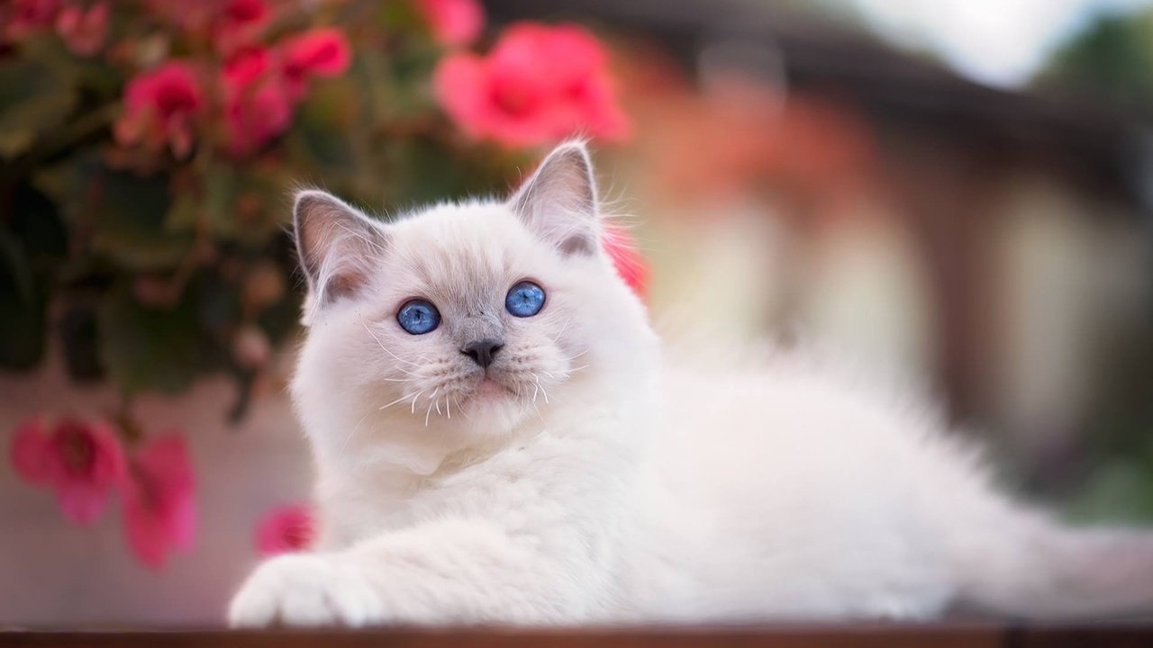Обои взгляд, котенок, малыш, голубые глаза, боке, рэгдолл, look, kitty, baby, blue eyes, bokeh, ragdoll разрешение 1920x1279 Загрузить
