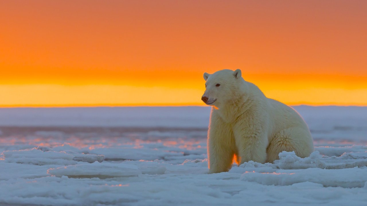 Обои закат, лёд, белый медведь, аляска, sunset, ice, polar bear, alaska разрешение 3720x2480 Загрузить