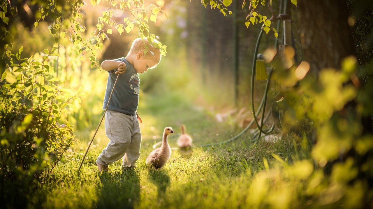 Обои трава, природа, зелень, дети, птицы, ребенок, мальчик, гусь, grass, nature, greens, children, birds, child, boy, goose разрешение 2048x1365 Загрузить