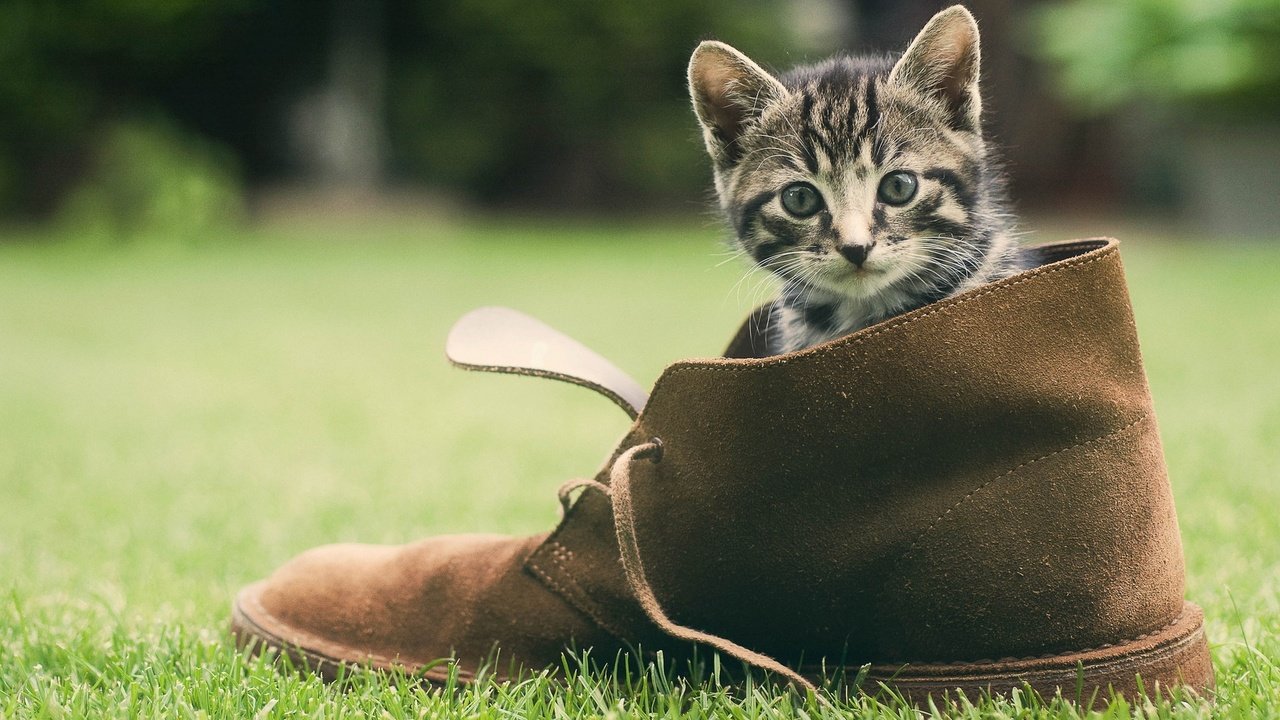 Обои трава, зелень, кошка, котенок, мордашка, обувь, башмак, grass, greens, cat, kitty, face, shoes, shoe разрешение 1920x1200 Загрузить