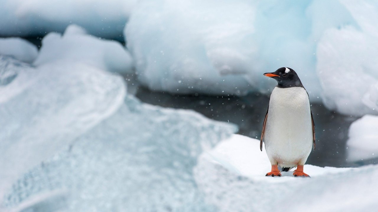 Обои снег, антарктида, природа, лёд, птицы, птица, клюв, остров, пингвин, snow, antarctica, nature, ice, birds, bird, beak, island, penguin разрешение 1920x1080 Загрузить