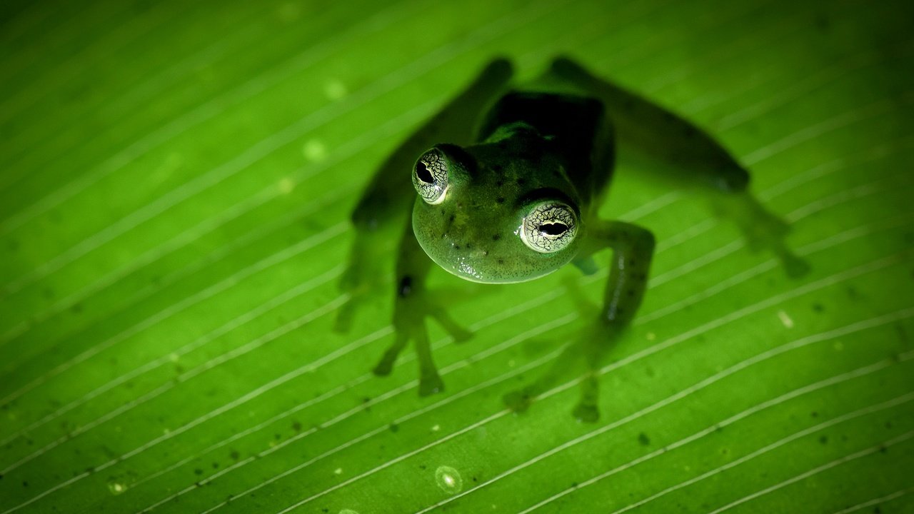 Обои природа, лапы, лист, лягушка, зеленая, земноводное, коста-рика, nature, paws, sheet, frog, green, amphibian, costa rica разрешение 2048x1287 Загрузить