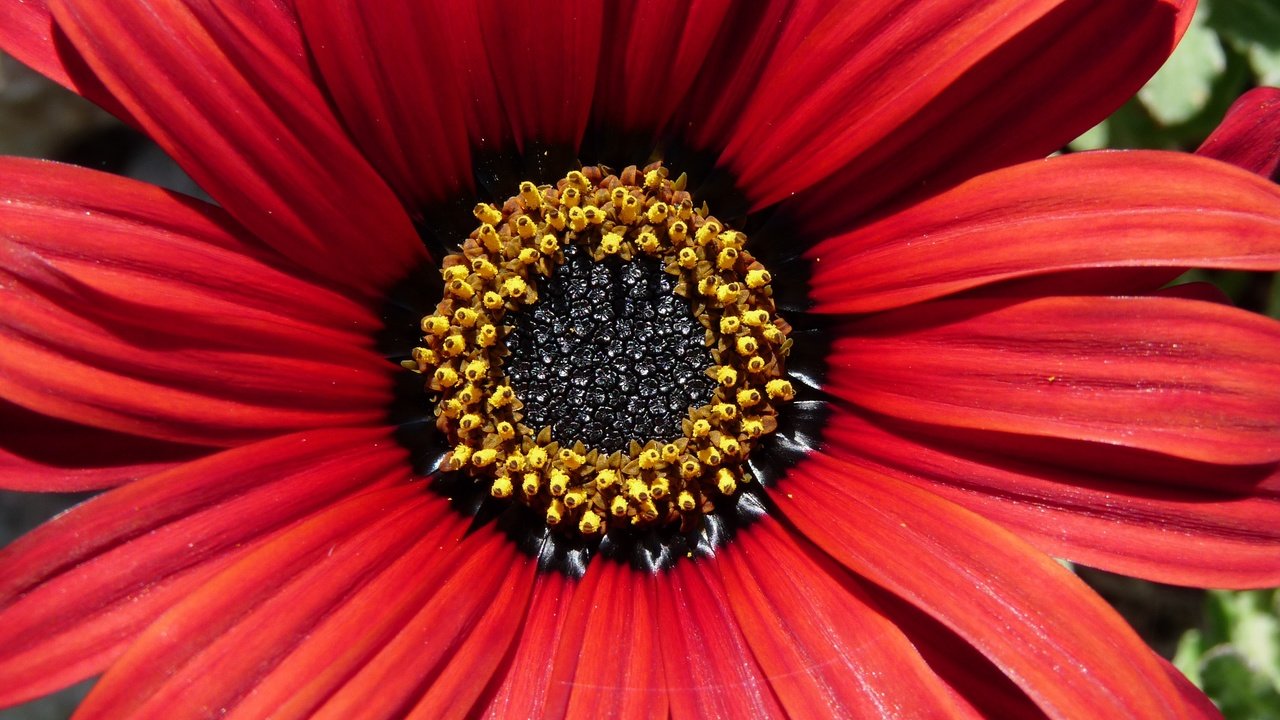 Обои макро, цветок, лепестки, makro, остеоспермум, macro, flower, petals, osteospermum разрешение 3648x2526 Загрузить