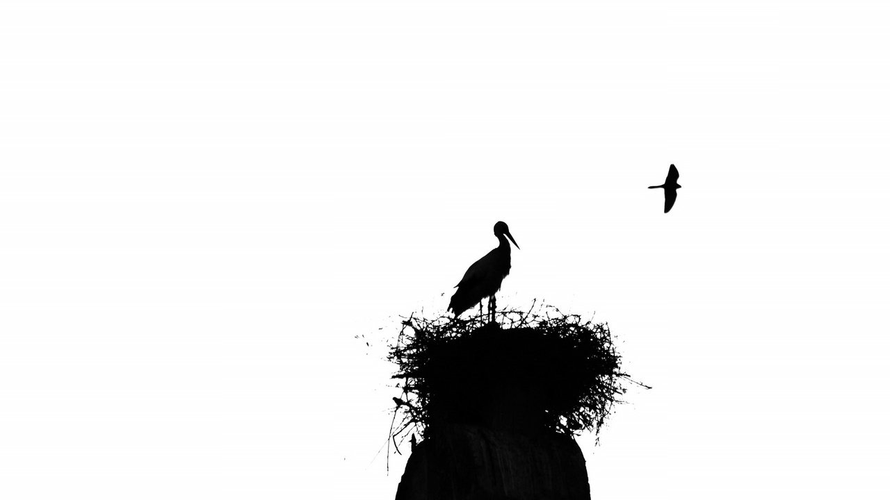 Обои птицы, силуэт, аист, гнездо, birds, silhouette, stork, socket разрешение 2048x1301 Загрузить