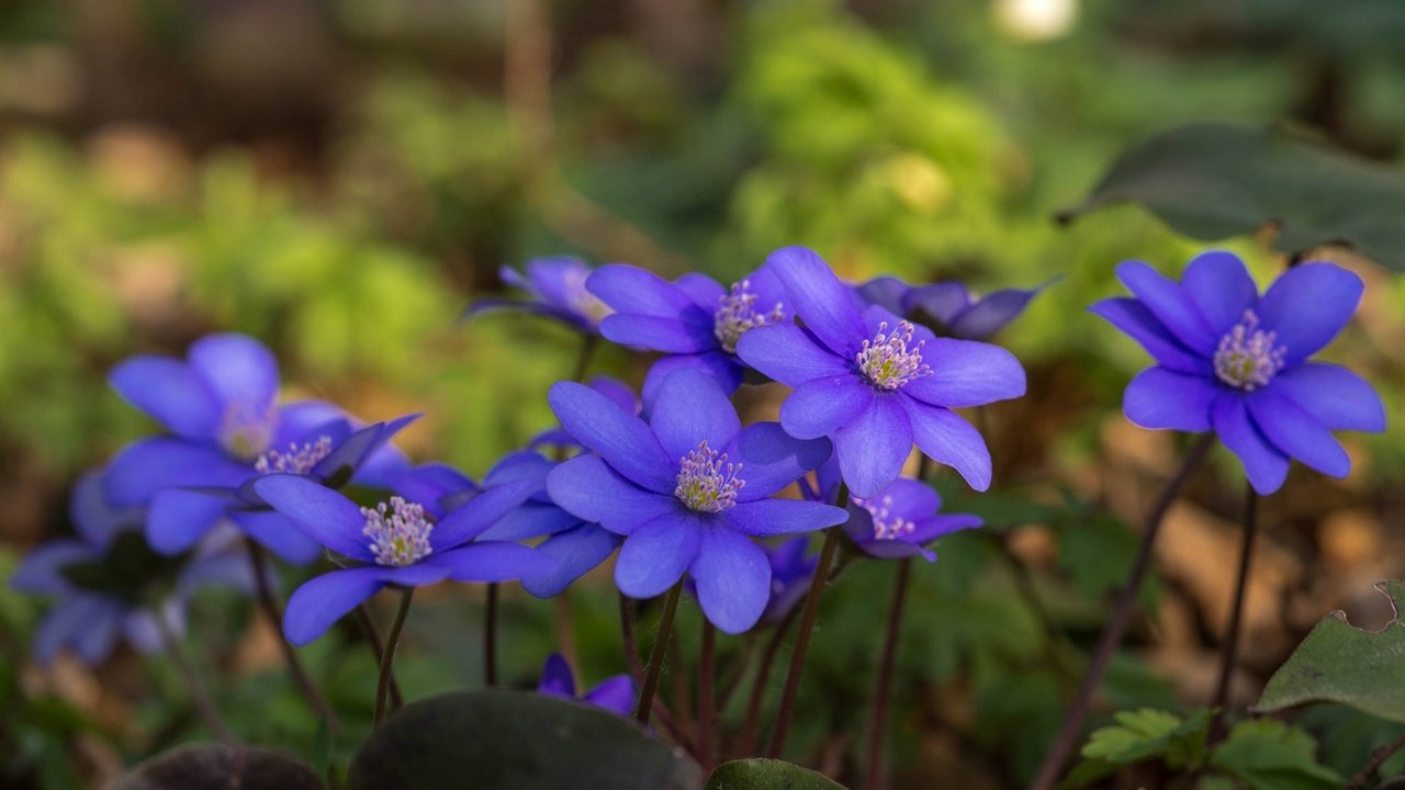 Обои цветы, лепестки, стебли, боке, анемона, ветреница, flowers, petals, stems, bokeh, anemone разрешение 2048x1280 Загрузить