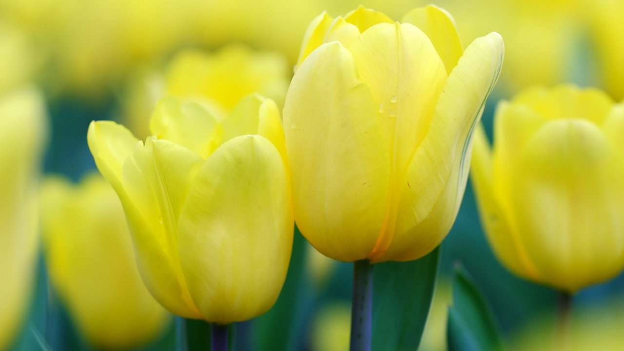 Обои цветы, бутоны, весна, тюльпаны, желтые, flowers, buds, spring, tulips, yellow разрешение 2048x1365 Загрузить