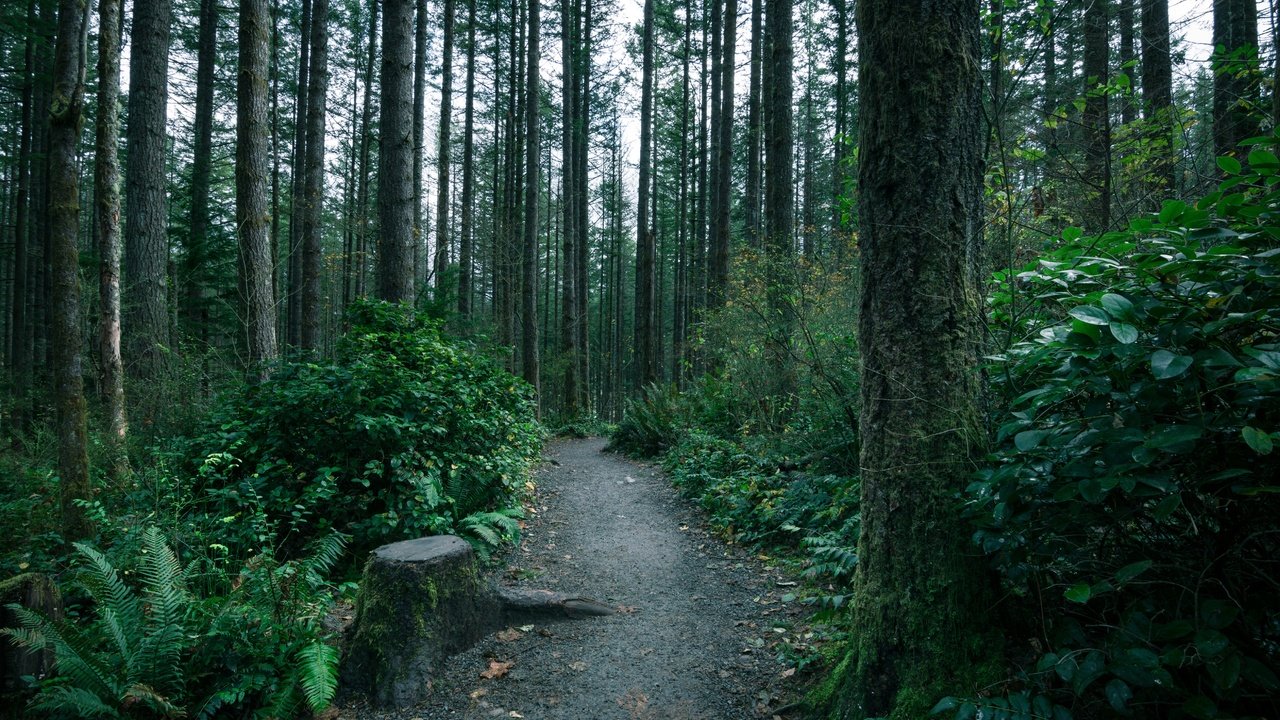 Обои деревья, лес, тропинка, тропа, мох, папоротник, чаща, trees, forest, path, trail, moss, fern, thicket разрешение 5196x3464 Загрузить