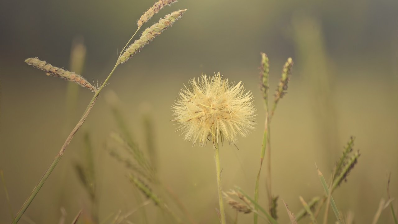 Обои трава, макро, цветок, поле, колоски, растение, grass, macro, flower, field, spikelets, plant разрешение 2048x1357 Загрузить