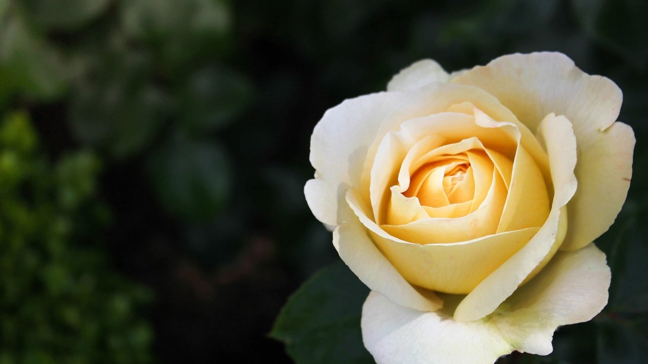 Обои цветок, роза, лепестки, белая, flower, rose, petals, white разрешение 2560x1705 Загрузить