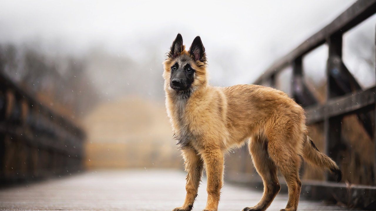 Обои снег, мост, собака, faye, малинуа, бельгийская овчарка, snow, bridge, dog, malinois, belgian shepherd разрешение 2048x1314 Загрузить