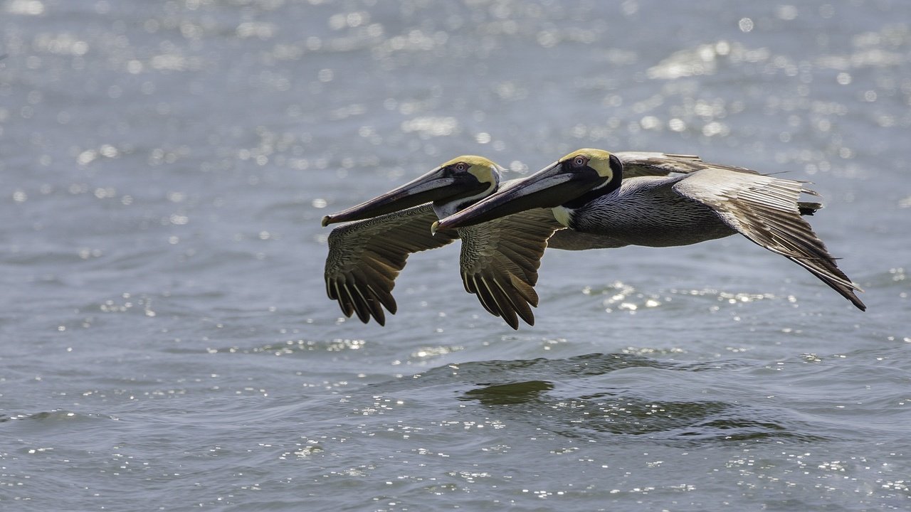 Обои вода, полет, птицы, пеликан, пеликаны, water, flight, birds, pelican, pelicans разрешение 2000x1250 Загрузить