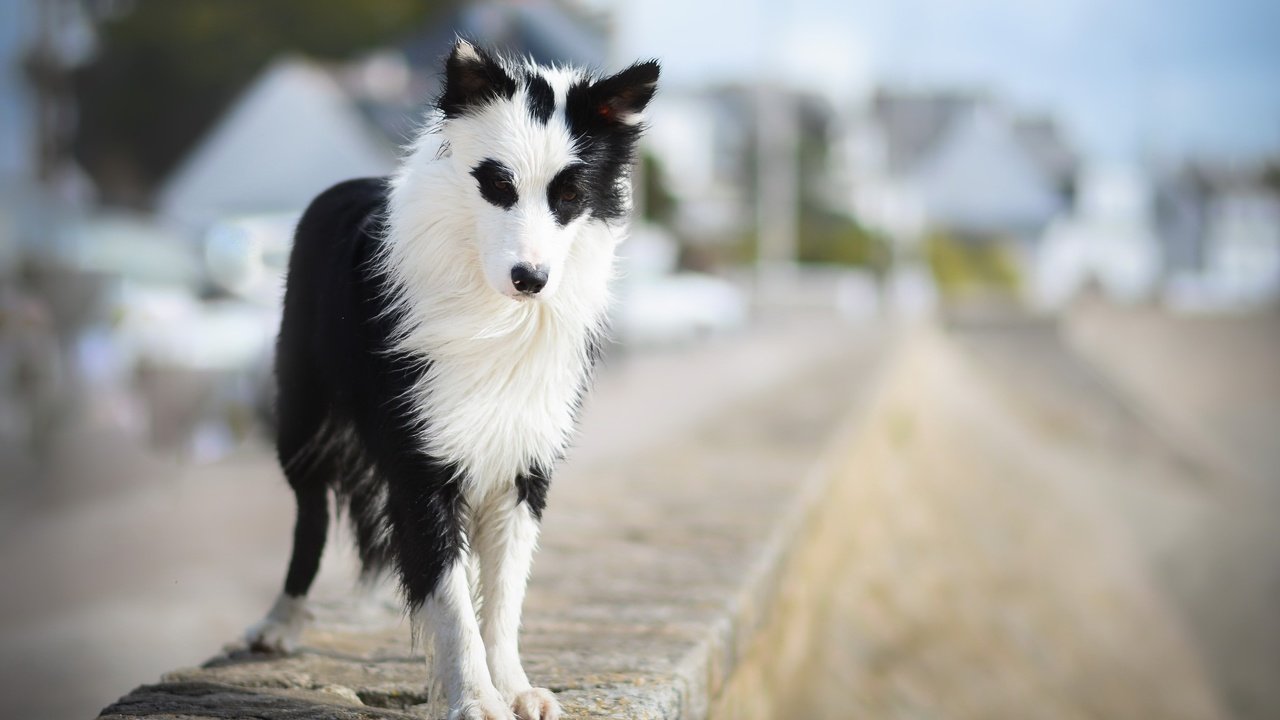 Обои взгляд, собака, друг, бордер-колли, wapi, erell.b, look, dog, each, the border collie разрешение 2047x1306 Загрузить