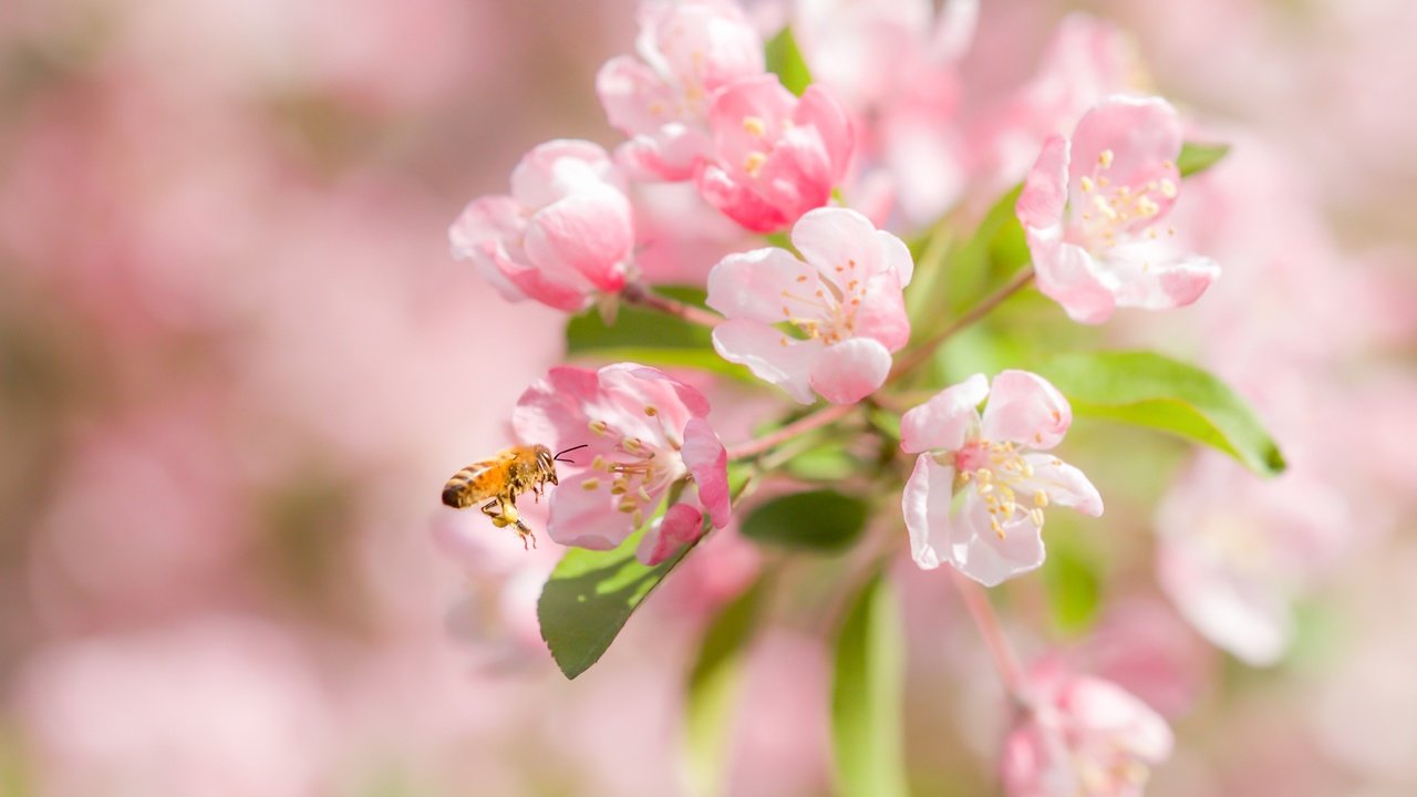 Обои цветение, макро, насекомое, вишня, пчела, цветки, боке, flowering, macro, insect, cherry, bee, flowers, bokeh разрешение 2400x1600 Загрузить