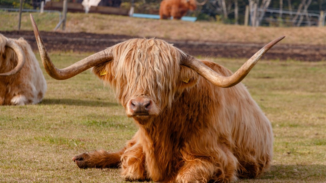 Обои животное, рога, корова, хайленд, animal, horns, cow, highland разрешение 3840x2560 Загрузить