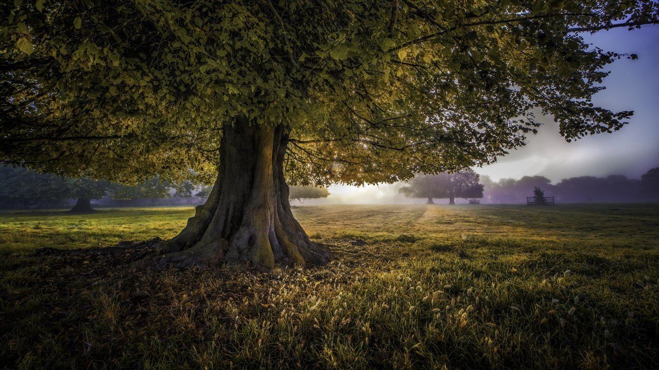 Обои трава, деревья, природа, дерево, пейзаж, поле, листва, рассвет, grass, trees, nature, tree, landscape, field, foliage, dawn разрешение 2560x1708 Загрузить